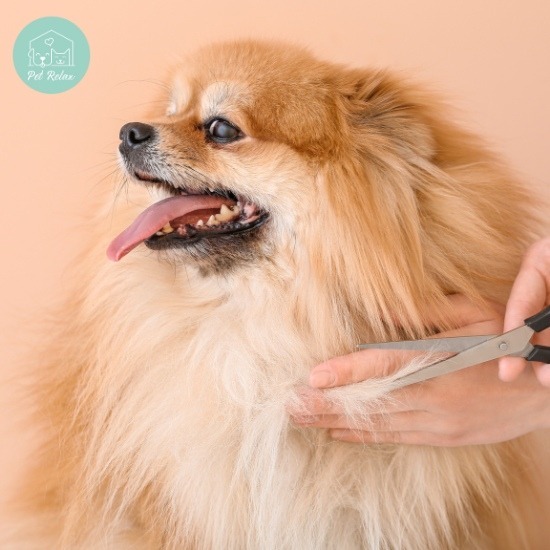 ตัดขนสุนัขใกล้ฉัน - รับฝาก ตัดขน สุนัข และแมว - Pet Relax ตัดขนสุนัขใกล้ฉัน - รับฝาก ตัดขน สุนัข และแมว - Pet Relax