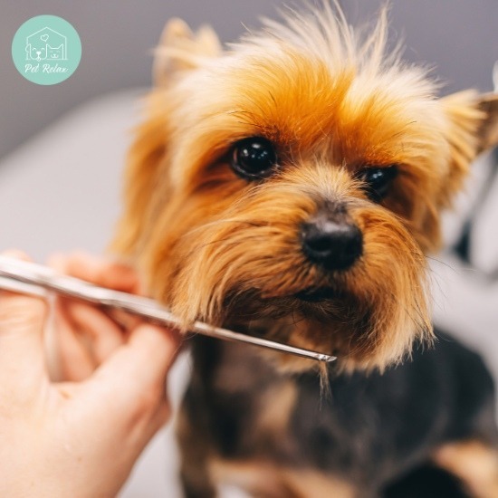 ร้านตัดขนสุนัขใกล้ฉัน ร้านตัดขนสุนัขใกล้ฉัน