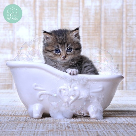 อาบน้ำตัดขนแมวทาวน์อินทาวน์ อาบน้ำตัดขนแมวทาวน์อินทาวน์