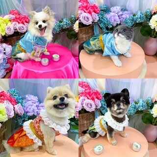 เสื้อผ้าสัตว์เลี้ยงตามเทศกาล